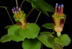 Image: P.B. Heenan © Landcare Research 2017 